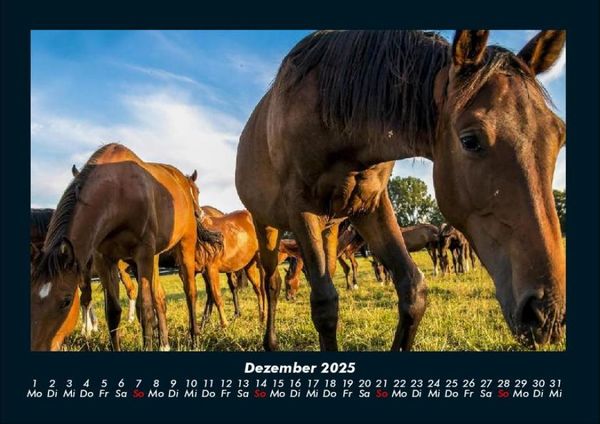 Produktbild: Die Welt der Pferde 2025 Fotokalender DIN A4