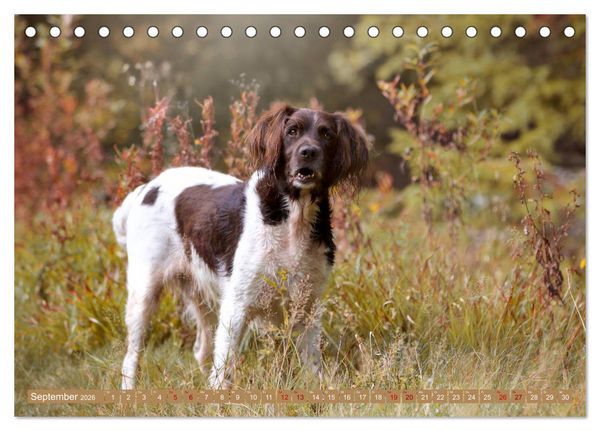 Produktbild: Passion Jagdhund - Kleiner M&uuml;nsterl&auml;nder (Tischkalender 2026 DIN A5 quer), CALVENDO Monatskalender