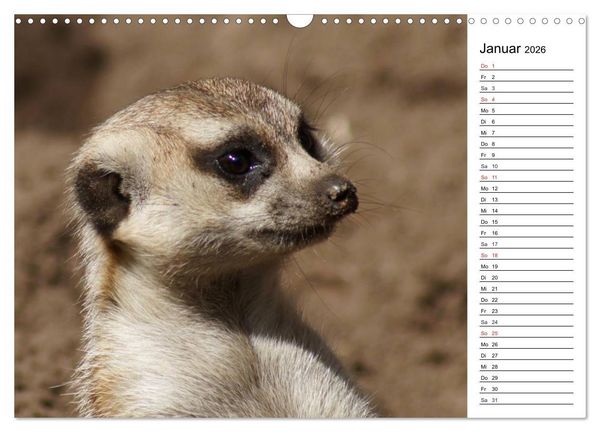Produktbild: Faszinierende Tierportraits (Wandkalender 2026 DIN A3 quer), CALVENDO Monatskalender