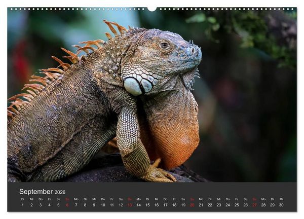 Produktbild: Costa Rica tierisch gut 2026 (hochwertiger Premium Wandkalender 2026 DIN A2 quer), Kunstdruck in Hochglanz