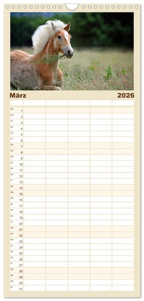 Produktbild: Familienplaner 2026 - Haflinger mit 5 Spalten (Wandkalender, 21 x 45 cm) CALVENDO