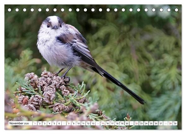 Produktbild: Heimische Gartenv&ouml;gel (Tischkalender 2026 DIN A5 quer), CALVENDO Monatskalender