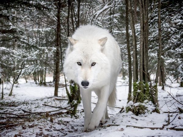 Produktbild: CALVENDO Puzzle John der wei&szlig;er Wolf | 1000 Teile Lege-Gr&ouml;&szlig;e 64x48cm Foto-Puzzle f&uuml;r gl&uuml;ckliche Stunden