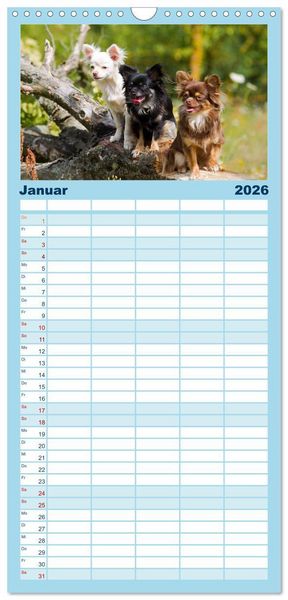 Produktbild: Familienplaner 2026 - Chihuahuas - kleine Herzensbrecher mit 5 Spalten (Wandkalender, 21 x 45 cm) CALVENDO