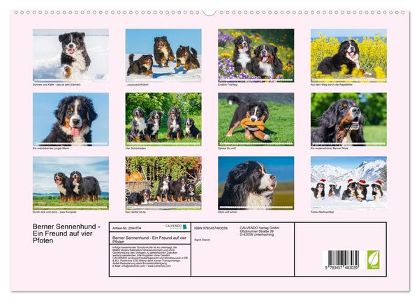 Produktbild: Berner Sennenhund - Ein Freund auf vier Pfoten (hochwertiger Premium Wandkalender 2026 DIN A2 quer), Kunstdruck in Hochglanz