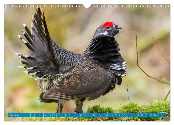 Produktbild: Magnifiques Emplum&eacute;s (Calendrier mural 2026 DIN A3 vertical), CALVENDO calendrier mensuel