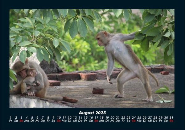 Produktbild: Welt der Affen 2025 Fotokalender DIN A4
