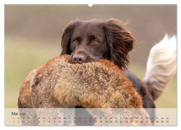 Produktbild: Treue Jagdgef&auml;hrten Der kleine M&uuml;nsterl&auml;nder (hochwertiger Premium Wandkalender 2026 DIN A2 quer), Kunstdruck in Hochglanz