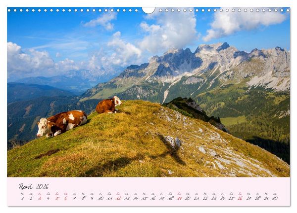 Produktbild: Friedliche K&uuml;he (Wandkalender 2026 DIN A3 quer), CALVENDO Monatskalender