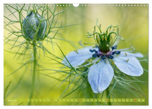Produktbild: Die Poesie der Pflanzenwelt - Im Wandel der Jahreszeiten (Wandkalender 2026 DIN A3 quer), CALVENDO Monatskalender