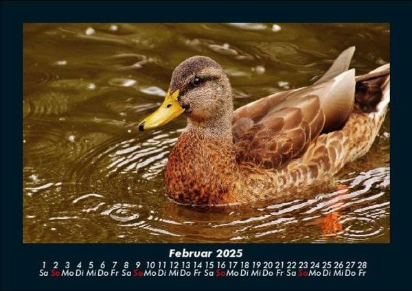 Produktbild: Enten 2025 Fotokalender DIN A5