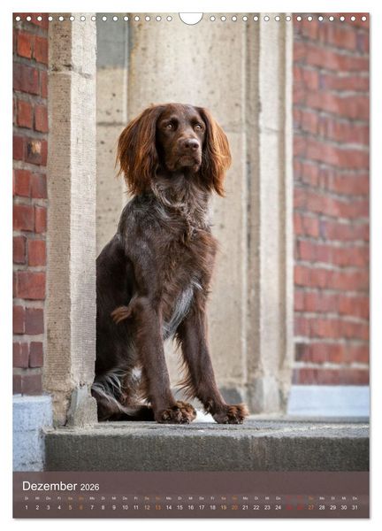 Produktbild: Deutsch Langhaar Butz - Jagdhund mit Passion und Herzblut (Wandkalender 2026 DIN A3 hoch), CALVENDO Monatskalender