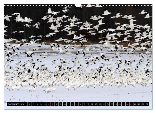Produktbild: PLUMES L&Eacute;G&Egrave;RES. Oiseaux du Monde (Calendrier mural 2026 DIN A3 vertical), CALVENDO calendrier mensuel