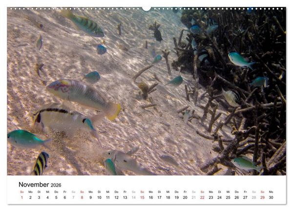 Produktbild: Unterwasserwelt der Malediven II (Wandkalender 2026 DIN A2 quer), CALVENDO Monatskalender