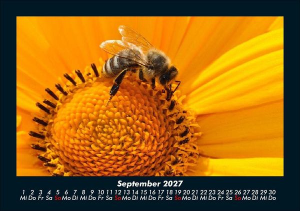 Produktbild: Bienen 2027 Fotokalender DIN A5