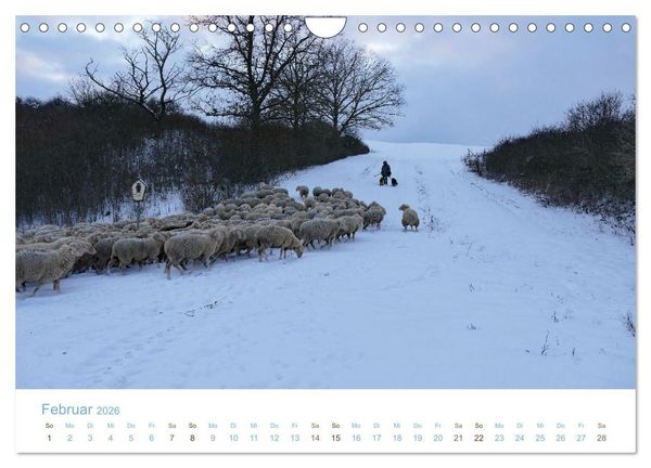 Produktbild: Mit Schafen durch das Jahr (Wandkalender 2026 DIN A4 quer), CALVENDO Monatskalender