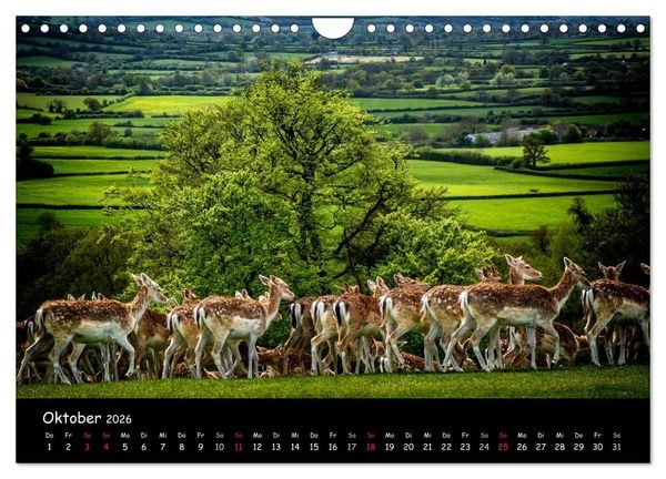 Produktbild: Rehe und Hirsche in freier Natur (Wandkalender 2026 DIN A4 quer), CALVENDO Monatskalender