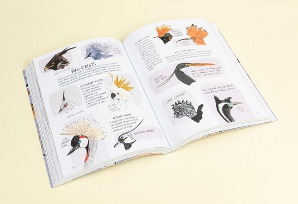 Produktbild: Bird Anatomy