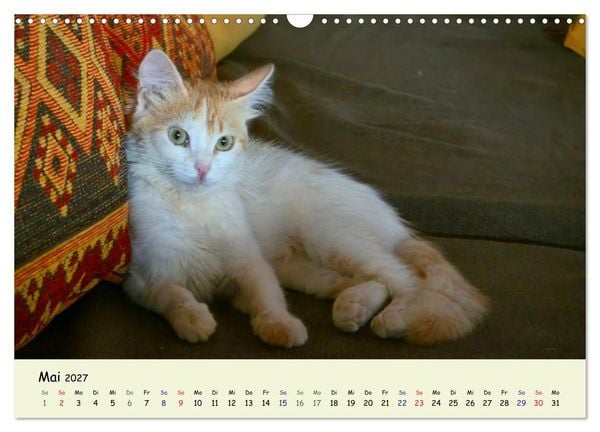 Produktbild: MarokkoCats (Wandkalender 2027 DIN A3 quer), CALVENDO Monatskalender
