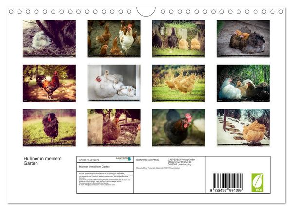Produktbild: H&uuml;hner in meinem Garten (Wandkalender 2026 DIN A4 quer), CALVENDO Monatskalender