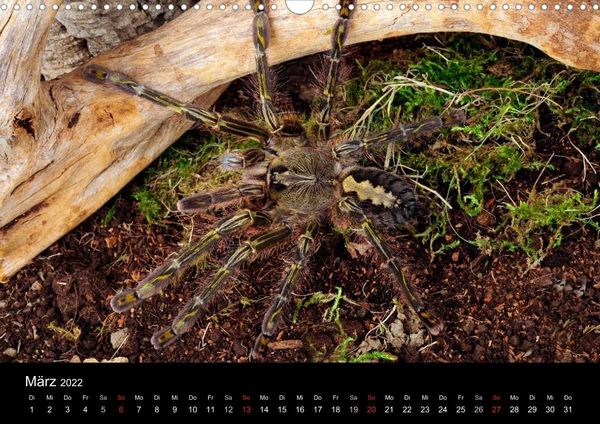 Produktbild: Vogelspinnen - Tarantulas (Wandkalender 2022 DIN A3 quer)