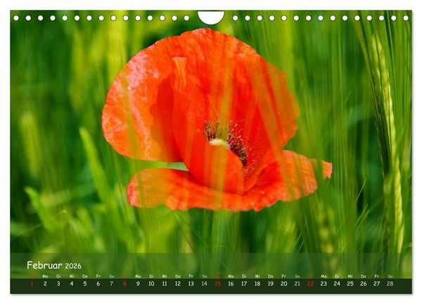 Produktbild: Mohntr&auml;ume (Wandkalender 2026 DIN A4 quer), CALVENDO Monatskalender