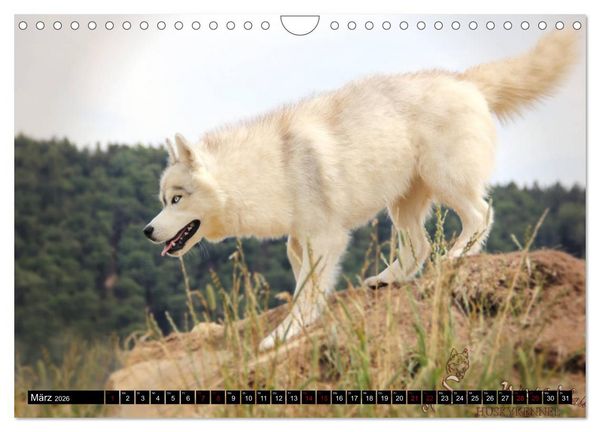 Produktbild: Faszination Husky (Wandkalender 2026 DIN A4 quer), CALVENDO Monatskalender