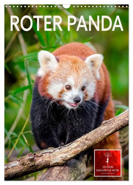 Produktbild: Roter Panda (Wandkalender 2026 DIN A3 hoch), CALVENDO Monatskalender
