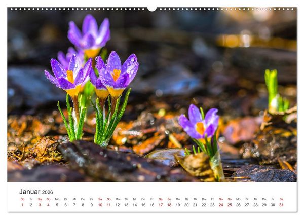 Produktbild: Die magische Welt der Blumen (Wandkalender 2026 DIN A2 quer), CALVENDO Monatskalender
