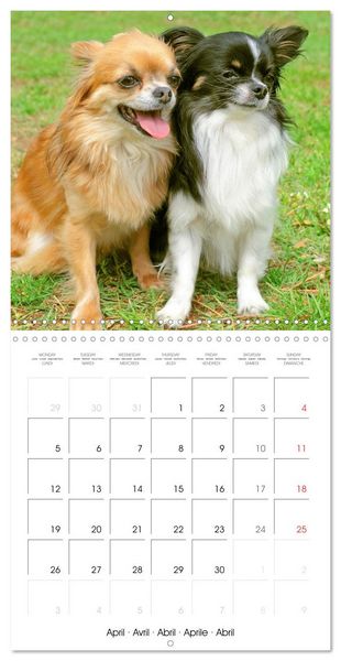 Produktbild: Chihuahua: Small dogs, but mighty (Wall Calendar 2027 12 &times; 12 Inch) CALVENDO 12 Month Wall Calendar