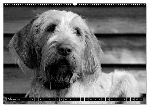 Produktbild: Carissimo Spinone Italiano (hochwertiger Premium Wandkalender 2026 DIN A2 quer), Kunstdruck in Hochglanz