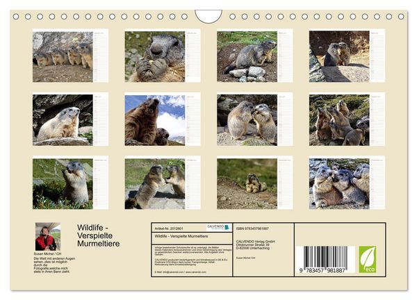 Produktbild: Wildlife - Verspielte Murmeltiere (Wandkalender 2026 DIN A4 quer), CALVENDO Monatskalender