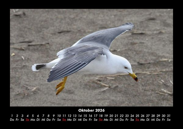 Produktbild: M&ouml;wen 2026 Fotokalender DIN A3
