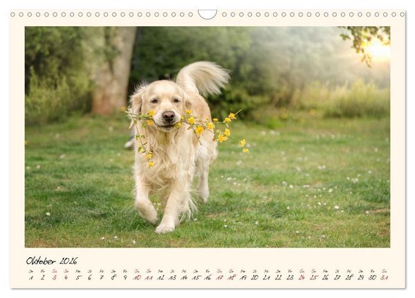 Produktbild: Golden Retriever... Herzenshunde (Wandkalender 2026 DIN A3 quer), CALVENDO Monatskalender
