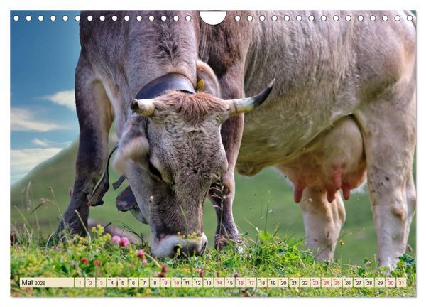 Produktbild: Berg-K&uuml;he, Natur pur - unser sch&ouml;nster Urlaub (Wandkalender 2026 DIN A4 quer), CALVENDO Monatskalender