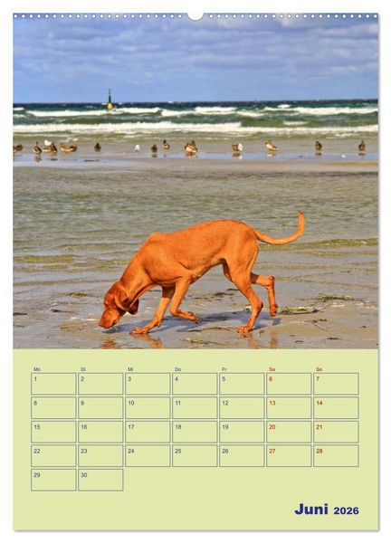 Produktbild: Sehnsuchtsort Ostseebad Boltenhagen (hochwertiger Premium Wandkalender 2026 DIN A2 hoch), Kunstdruck in Hochglanz