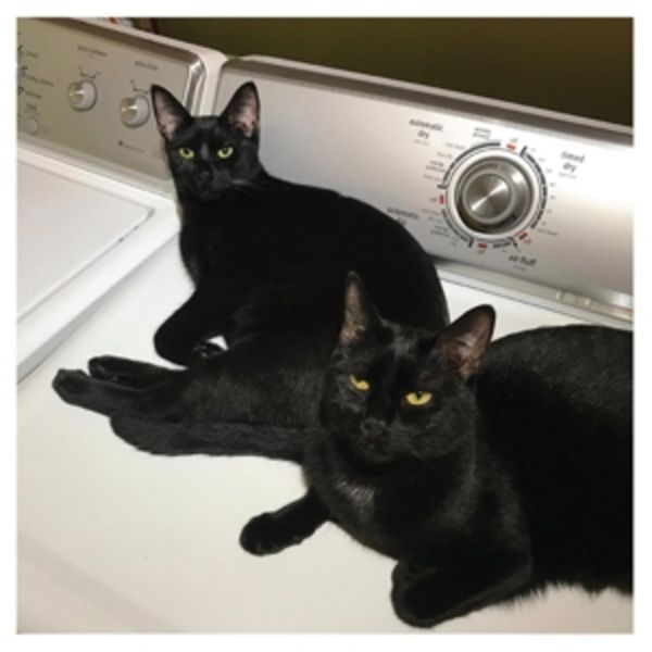 Sons Of (2LP) - John Sam & McEntire Prekop, Vinyl