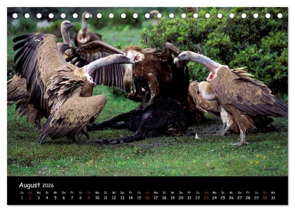 Produktbild: Unter Geiern auf Mallorca: Ein Projekt der Naturschutzstiftung Vida Silvestre Mediterr&aacute;nea (Tischkalender 2026 DIN A5 quer), CALVENDO Monatskalender