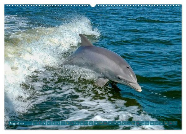 Produktbild: Delfine - elegant und intelligent (hochwertiger Premium Wandkalender 2026 DIN A2 quer), Kunstdruck in Hochglanz