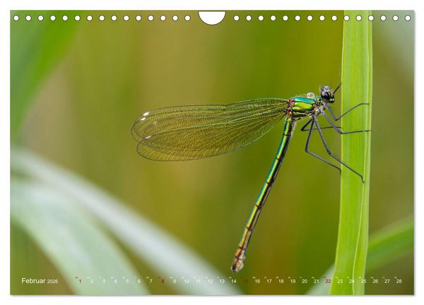 Produktbild: Naturwunder Libellen (Wandkalender 2026 DIN A4 quer), CALVENDO Monatskalender