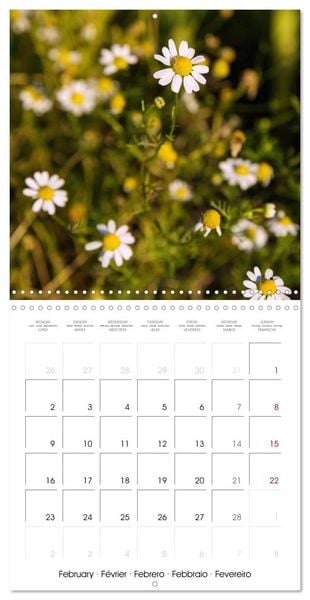 Produktbild: Herbal Haven. Enchanting Healing Plants (Wall Calendar 2026 12 &times; 12 Inch) CALVENDO 12 Month Wall Calendar