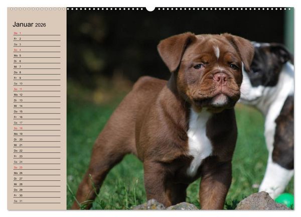 Produktbild: Bulldoggen-Kinder (Wandkalender 2026 DIN A2 quer), CALVENDO Monatskalender