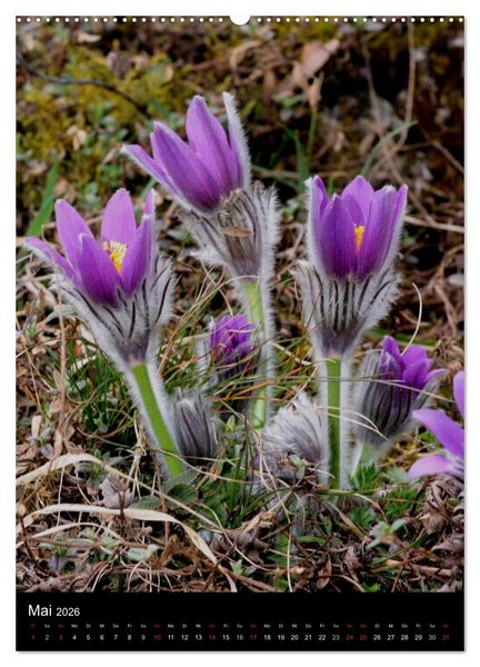 Produktbild: Seltene Wildblumen (hochwertiger Premium Wandkalender 2026 DIN A2 hoch), Kunstdruck in Hochglanz