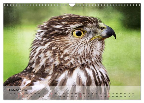 Produktbild: Falken und Greifv&ouml;gel. Edle J&auml;ger (Wandkalender 2026 DIN A3 quer), CALVENDO Monatskalender