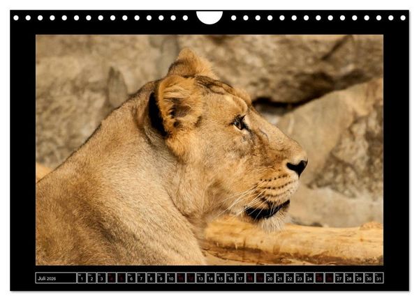 Produktbild: Tiger, L&ouml;we und Co. (Wandkalender 2026 DIN A4 quer), CALVENDO Monatskalender