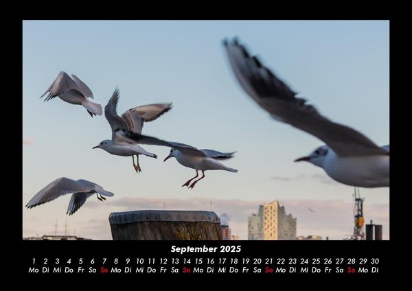 Produktbild: M&ouml;wen 2025 Fotokalender DIN A3