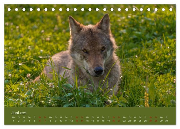 Produktbild: unter W&ouml;lfen (Tischkalender 2026 DIN A5 quer), CALVENDO Monatskalender