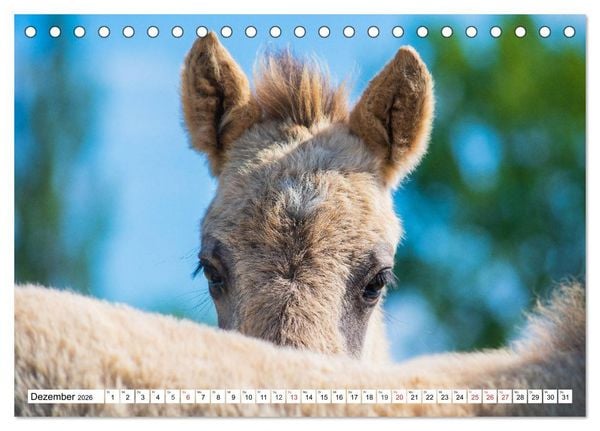 Produktbild: Konik - Frei geboren (Tischkalender 2026 DIN A5 quer), CALVENDO Monatskalender