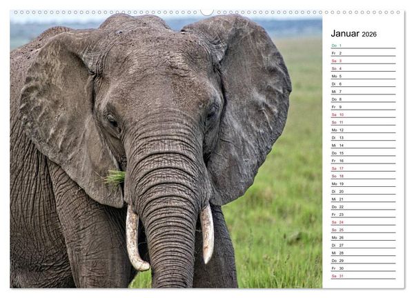 Produktbild: Elefanten . Wildlife in Kenia (Wandkalender 2026 DIN A2 quer), CALVENDO Monatskalender