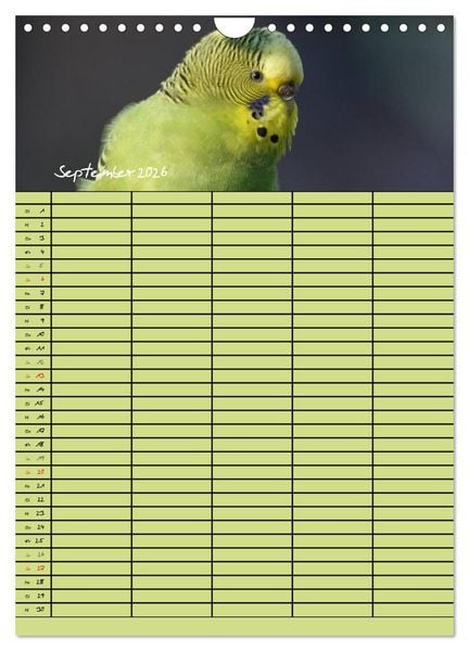 Produktbild: Der Wellensittich-Familienplaner (Wandkalender 2026 DIN A4 hoch), CALVENDO Monatskalender